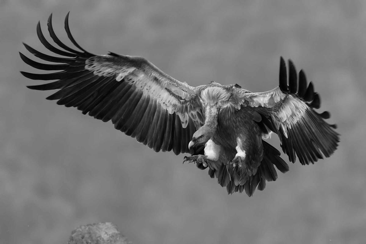 An eagle mid-flight, wings spread wide